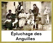 Epluchage des anguilles - 
